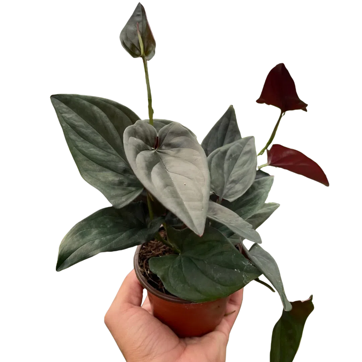 Syngonium 'Red Arrow'-Indoor Plants-American Plant Supply