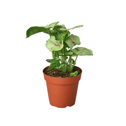 Syngonium Roxanna-4" Plant-American Plant Supply