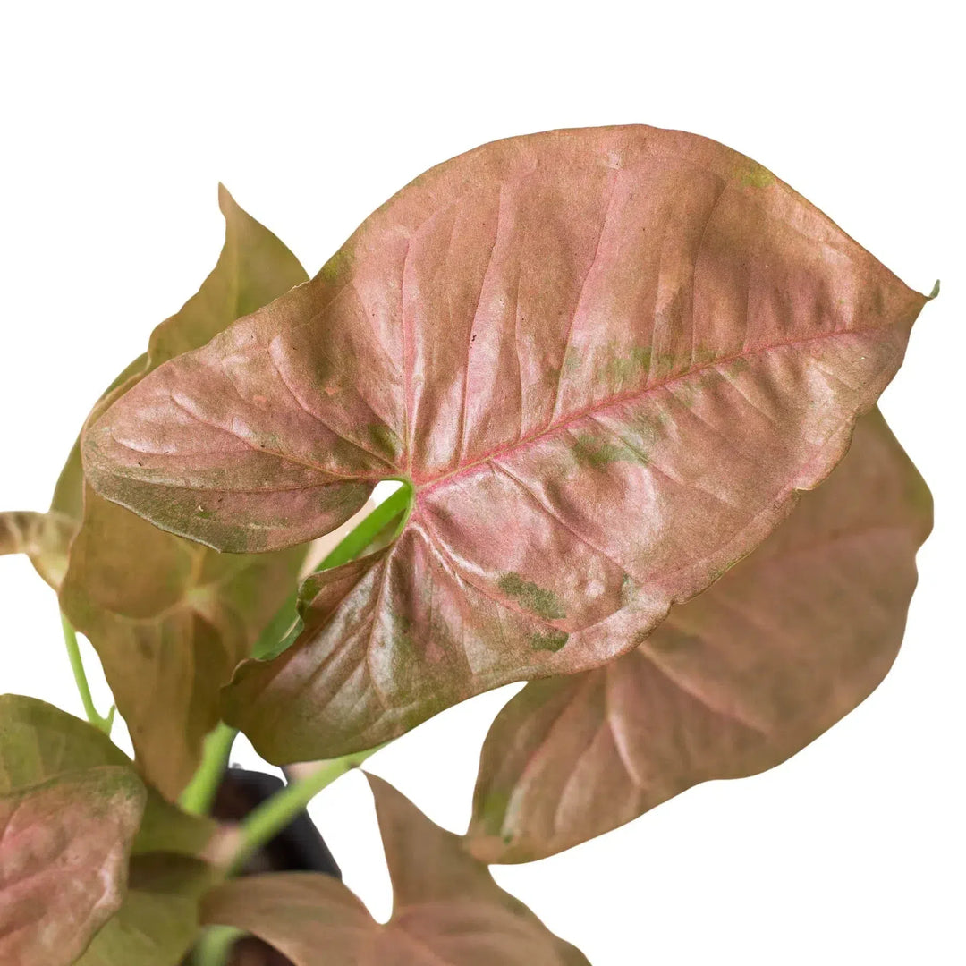 Syngonium Strawberry-Indoor Plants-American Plant Supply