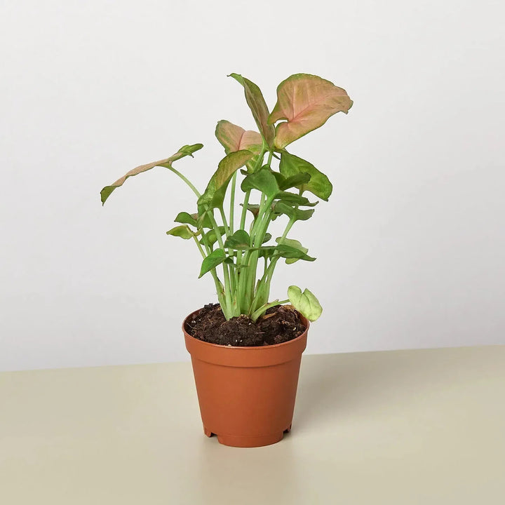 Syngonium Strawberry-Indoor Plants-American Plant Supply