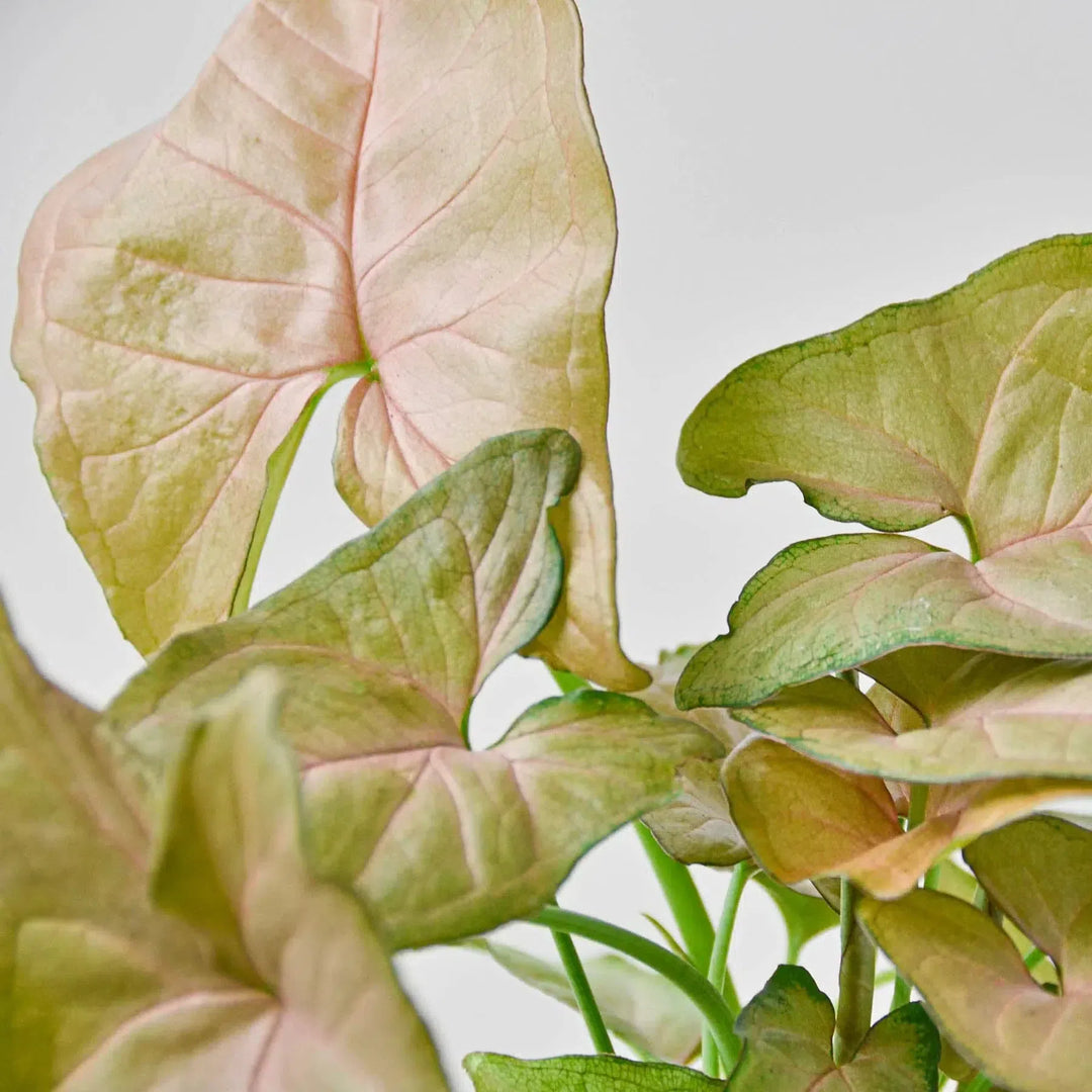 Syngonium Strawberry-Indoor Plants-American Plant Supply