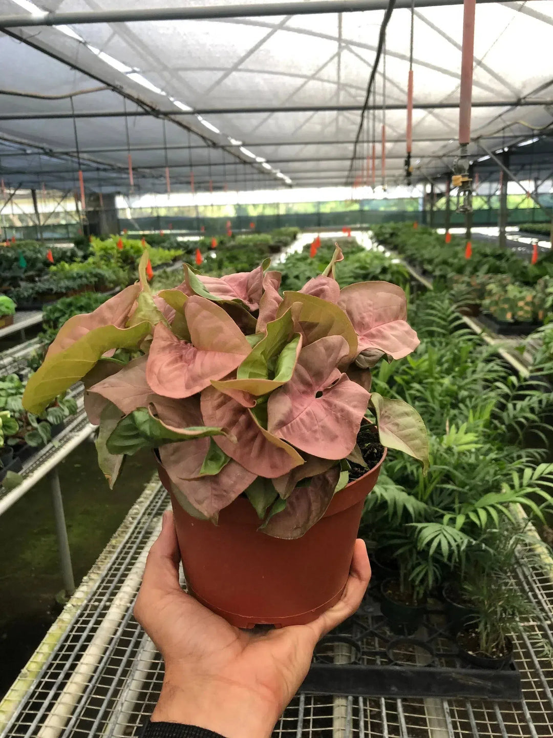 Syngonium Strawberry-Indoor Plants-American Plant Supply