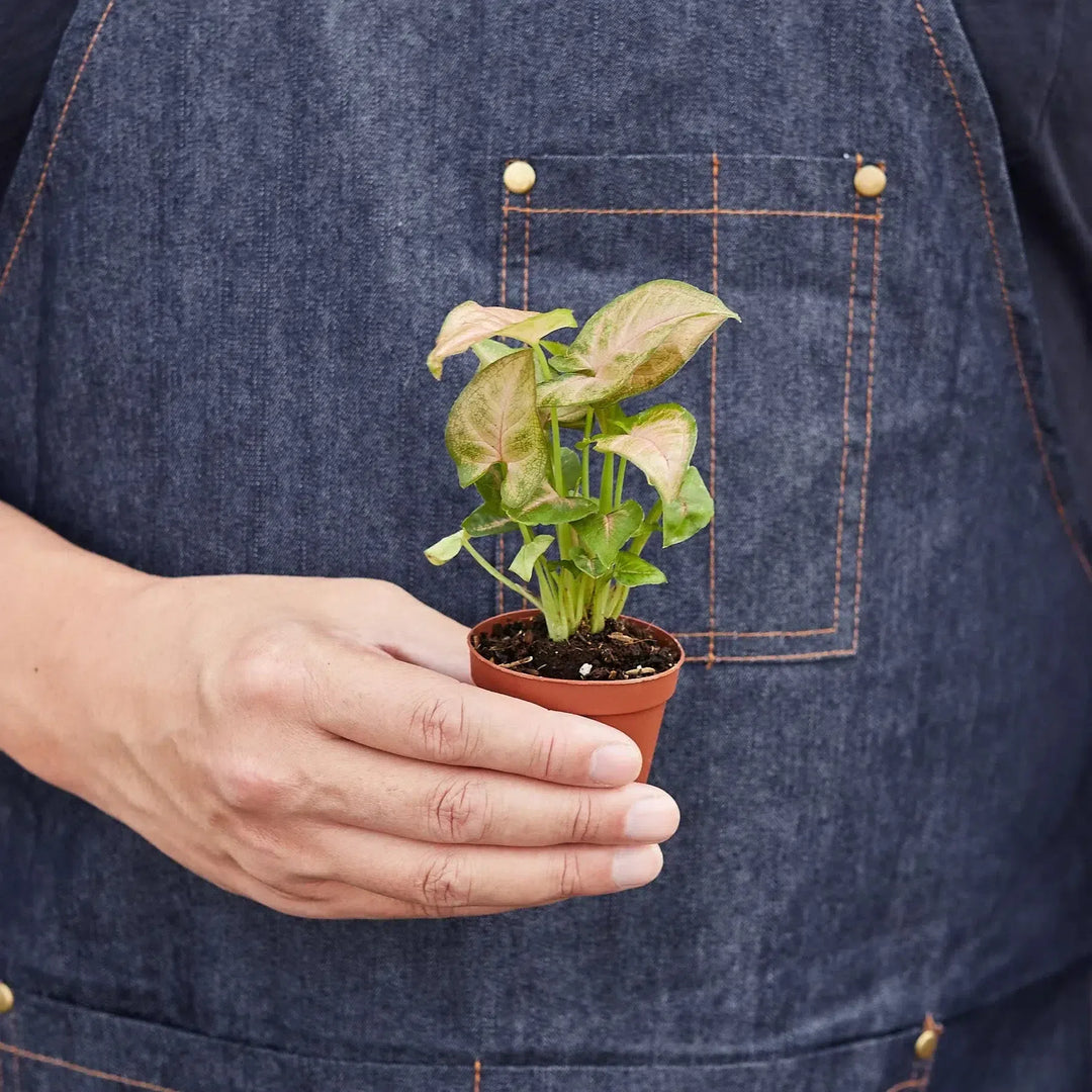 Syngonium Strawberry-Indoor Plants-American Plant Supply