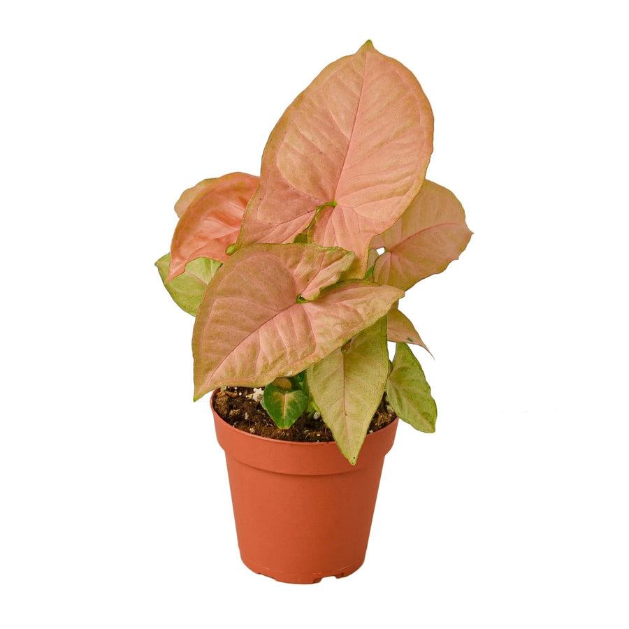 Syngonium Strawberry-Indoor Plants-American Plant Supply