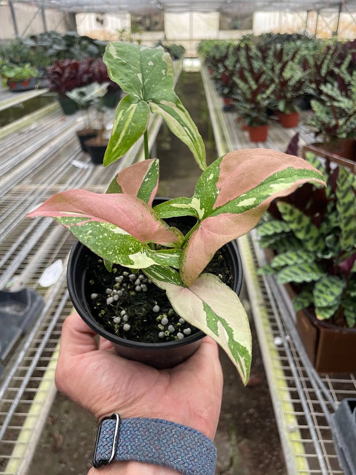 Syngonium 'Tricolor'-4" Plant-American Plant Supply