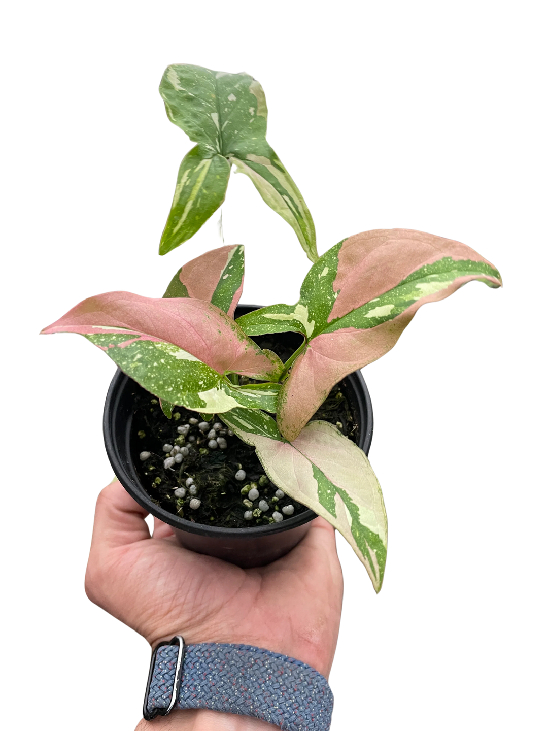 Syngonium 'Tricolor'-4" Plant-American Plant Supply