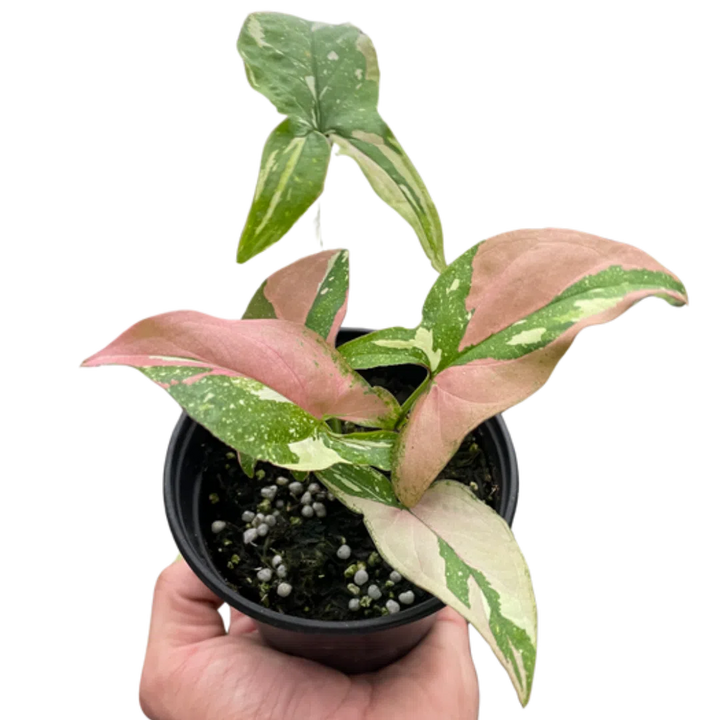 Syngonium 'Tricolor'-4" Plant-American Plant Supply