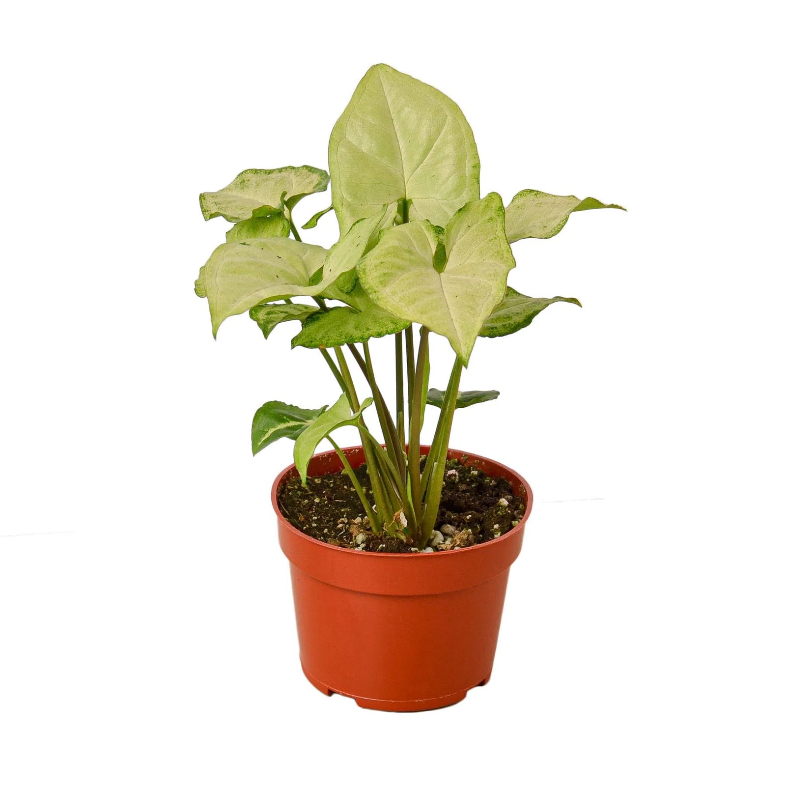 Syngonium White Butterfly-4" Plant-American Plant Supply