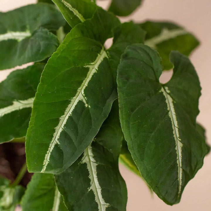 Syngonium wendlandii 'Black Velvet'-American Plant Supply