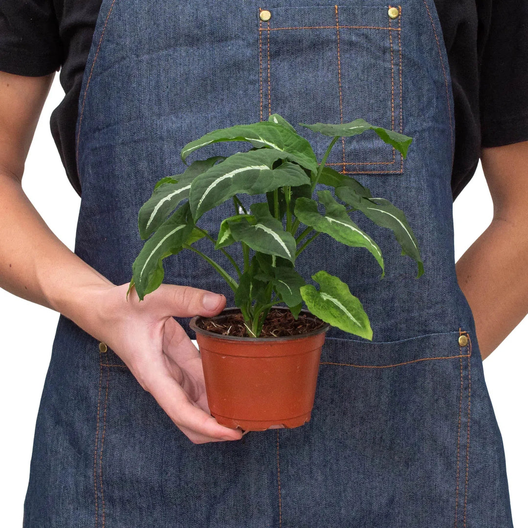 Syngonium wendlandii 'Black Velvet'-American Plant Supply