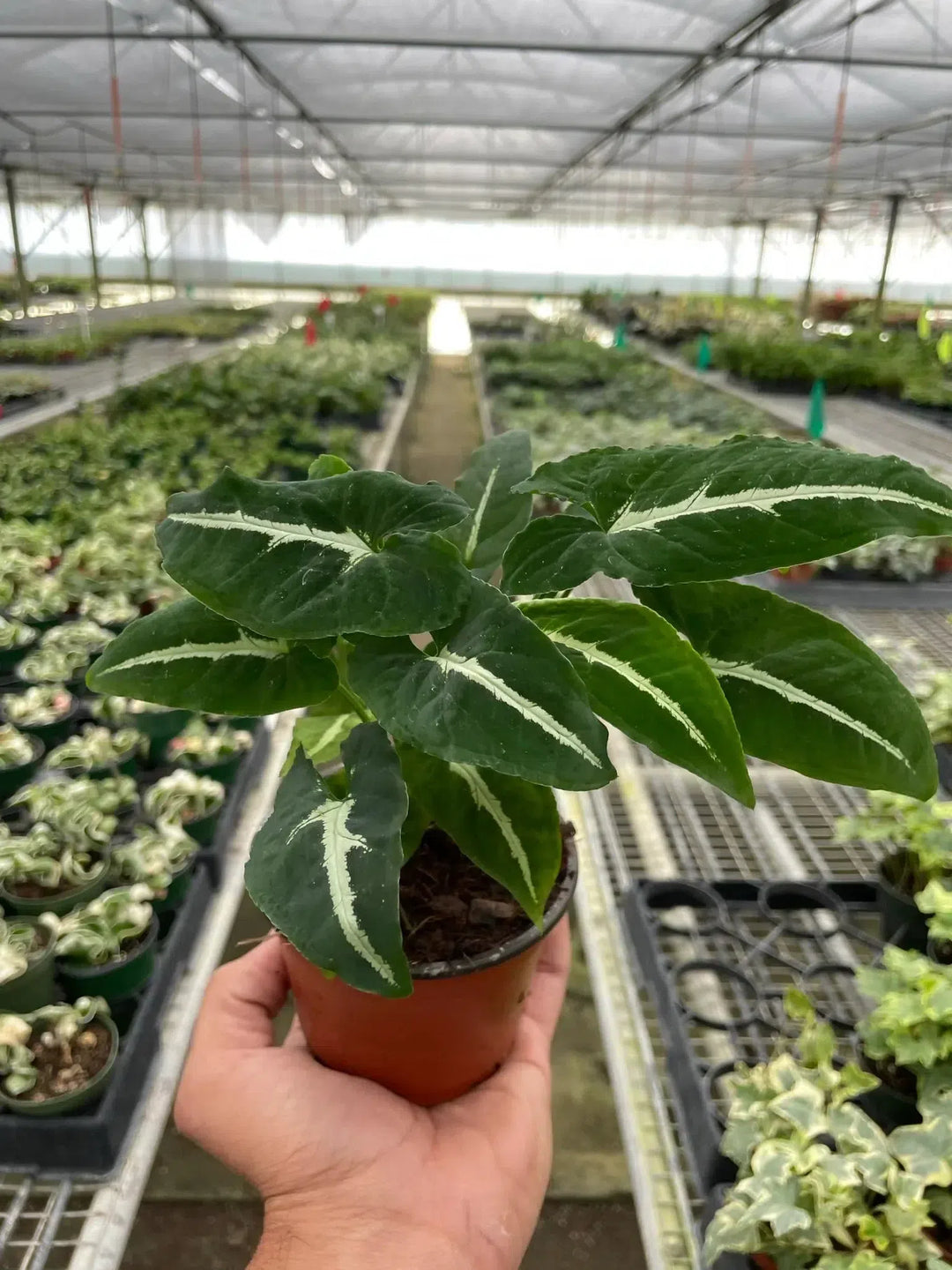 Syngonium wendlandii 'Black Velvet'-American Plant Supply