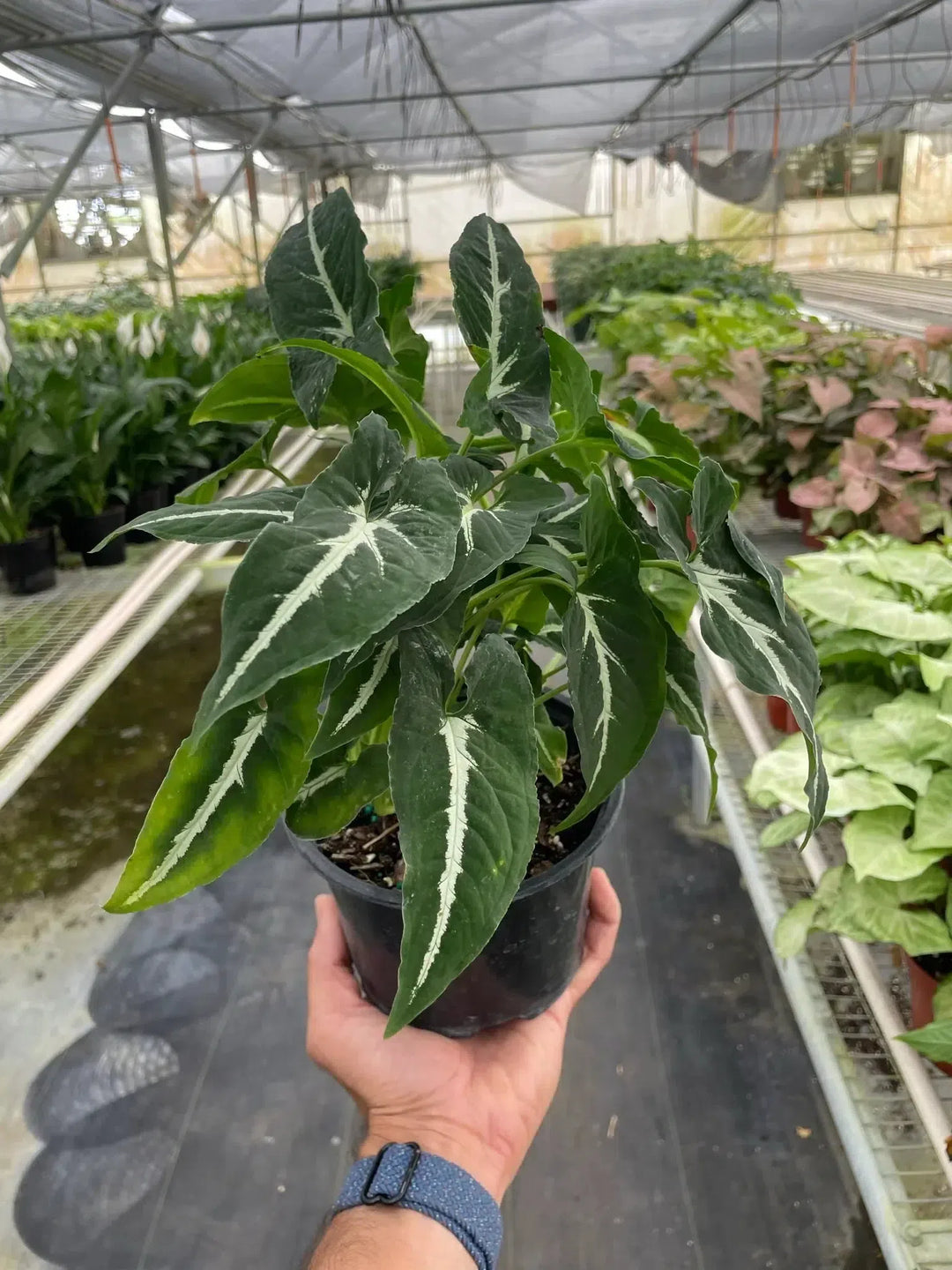 Syngonium wendlandii 'Black Velvet'-American Plant Supply