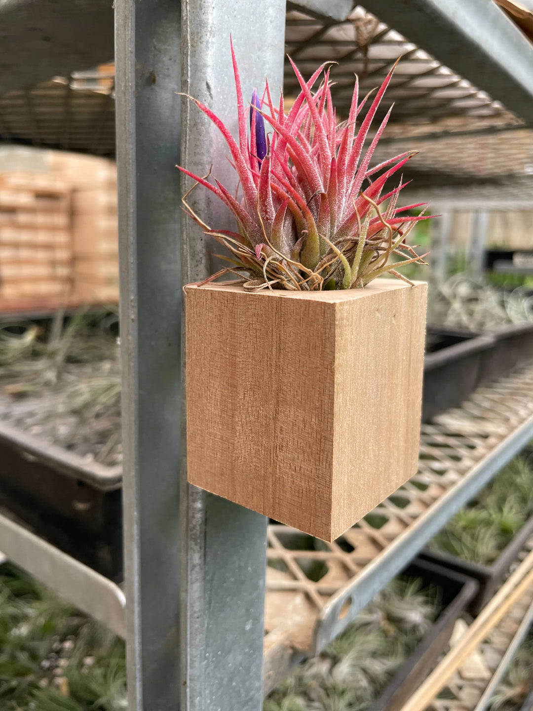 Tillandsia Air Plant Ionantha in Magnetic Wood Planter-Air PLants-American Plant Supply