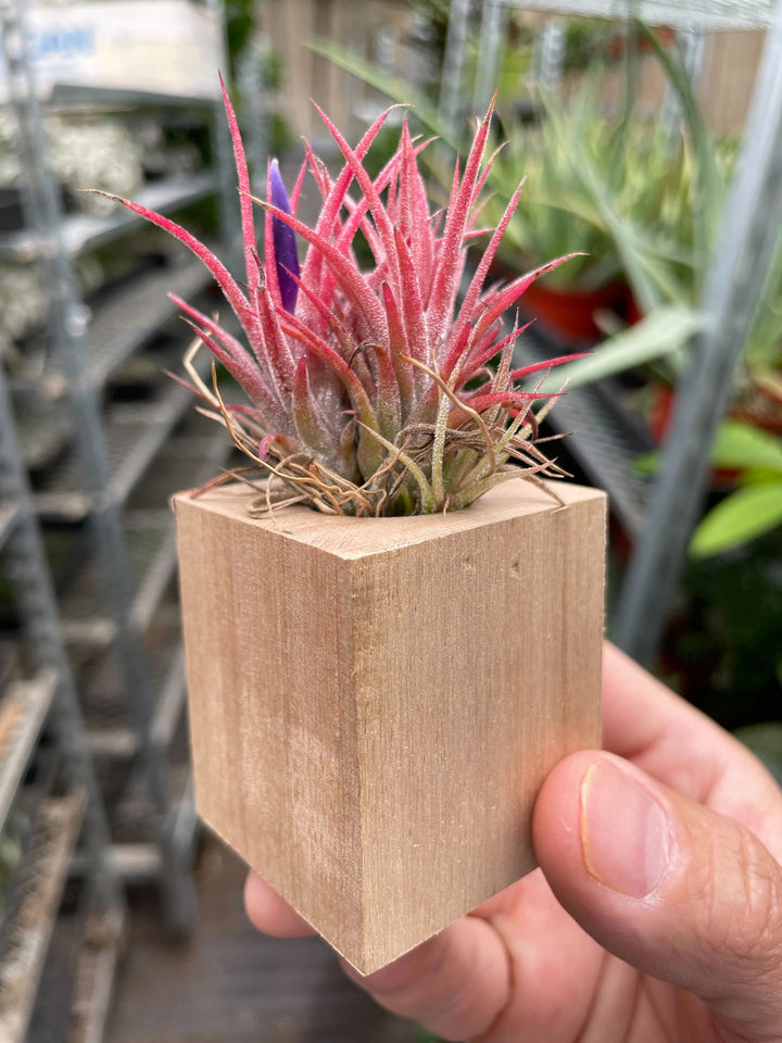 Tillandsia Air Plant Ionantha in Magnetic Wood Planter-Air PLants-American Plant Supply