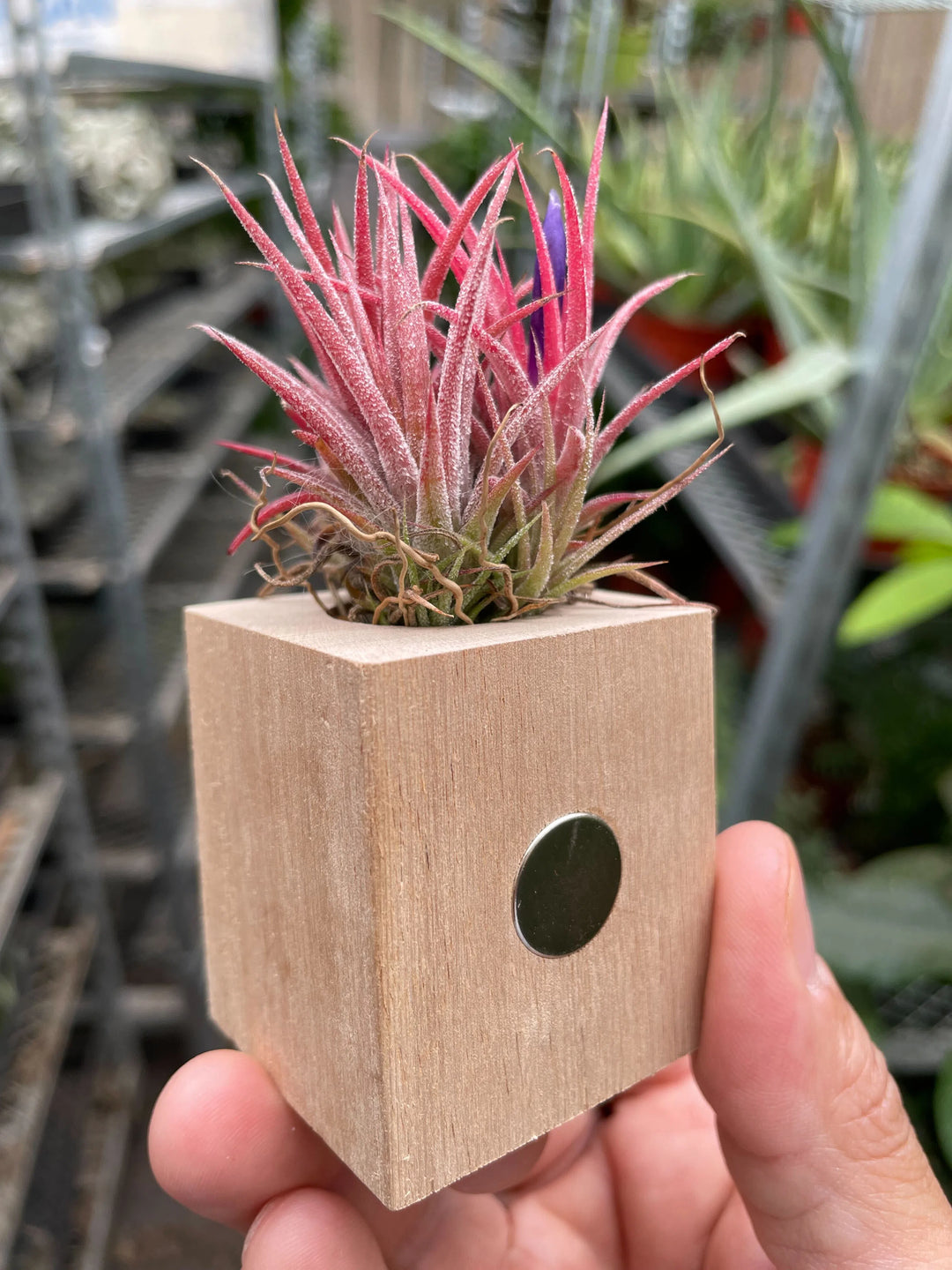 Tillandsia Air Plant Ionantha in Magnetic Wood Planter-Air PLants-American Plant Supply