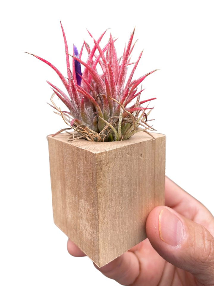 Tillandsia Air Plant Ionantha in Magnetic Wood Planter-Air PLants-American Plant Supply