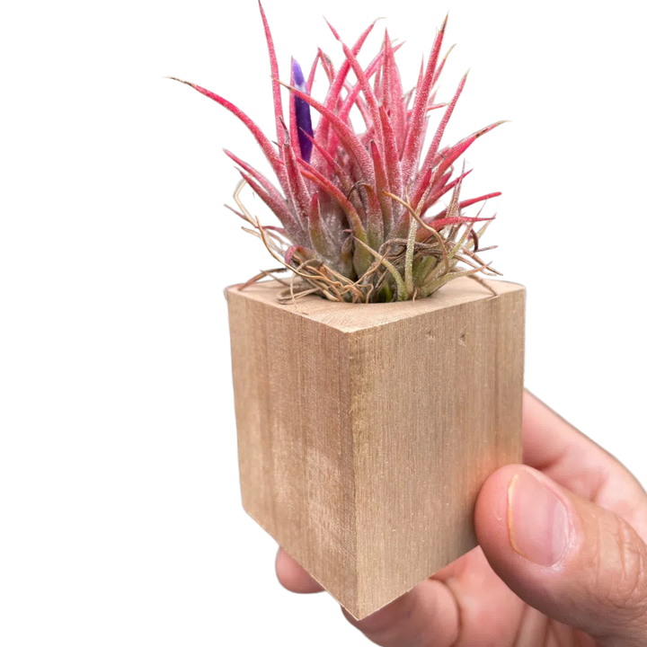 Tillandsia Air Plant Ionantha in Magnetic Wood Planter-Air PLants-American Plant Supply