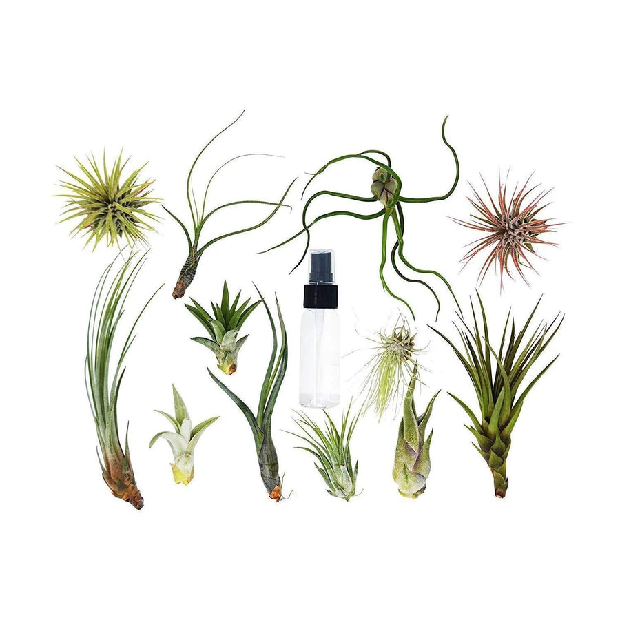 Tillandsia Air Plant Variety w/ Spray - 10 Pack-Air Plants ($4 Ship/12oz)-American Plant Supply