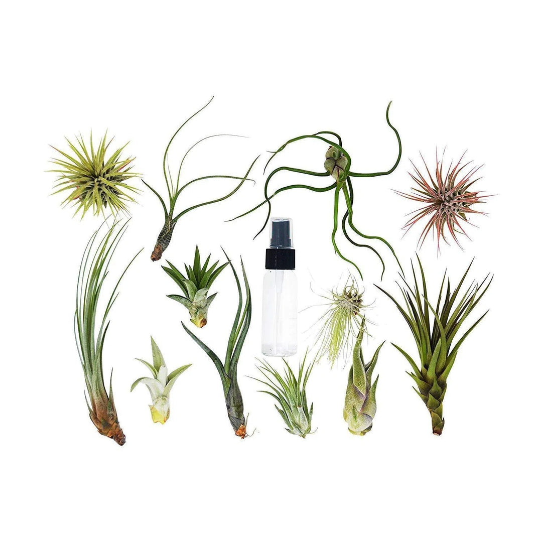 Tillandsia Air Plant Variety w/ Spray - 16 Pack-Air Plants ($4 Ship/12oz)-American Plant Supply