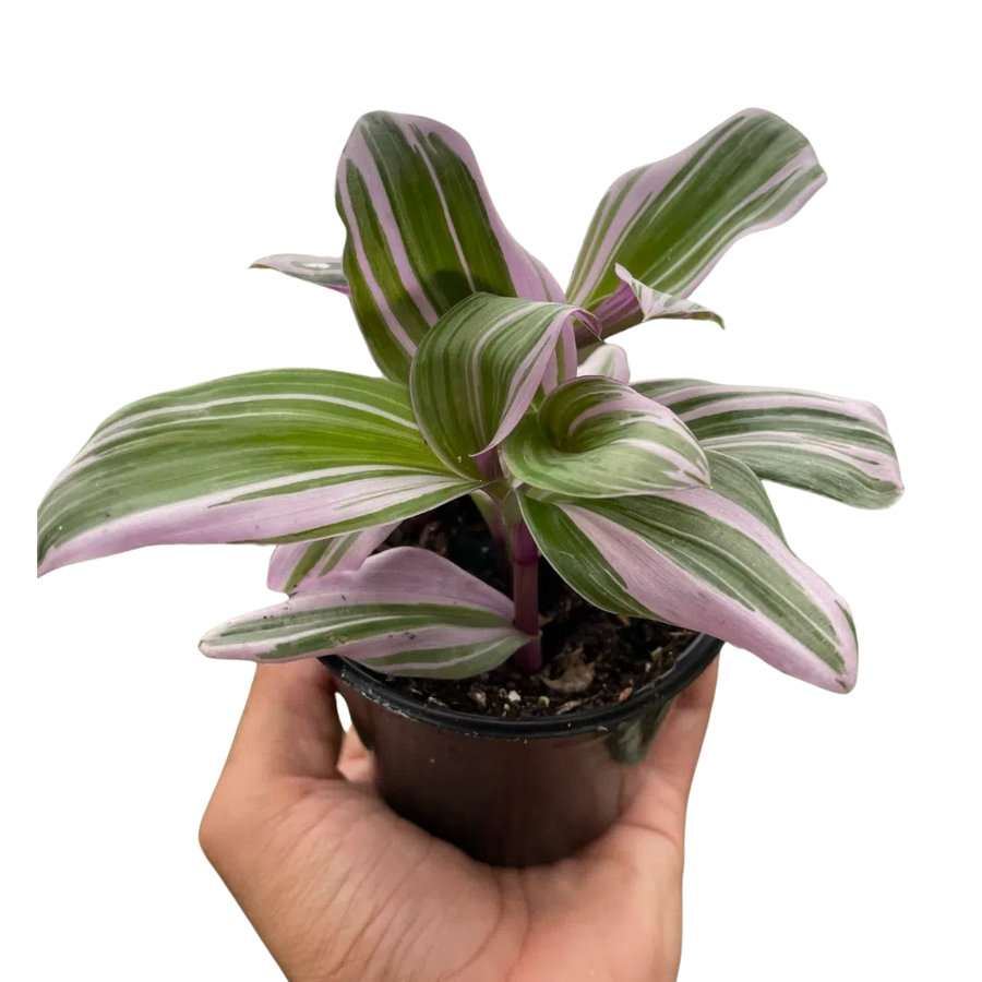 Tradescantia 'Nanouk'-Indoor Plants-American Plant Supply