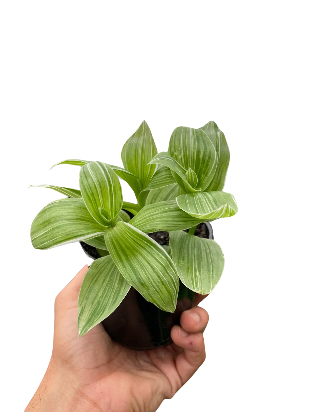 Tradescantia 'Sanna'-Indoor Plants-American Plant Supply