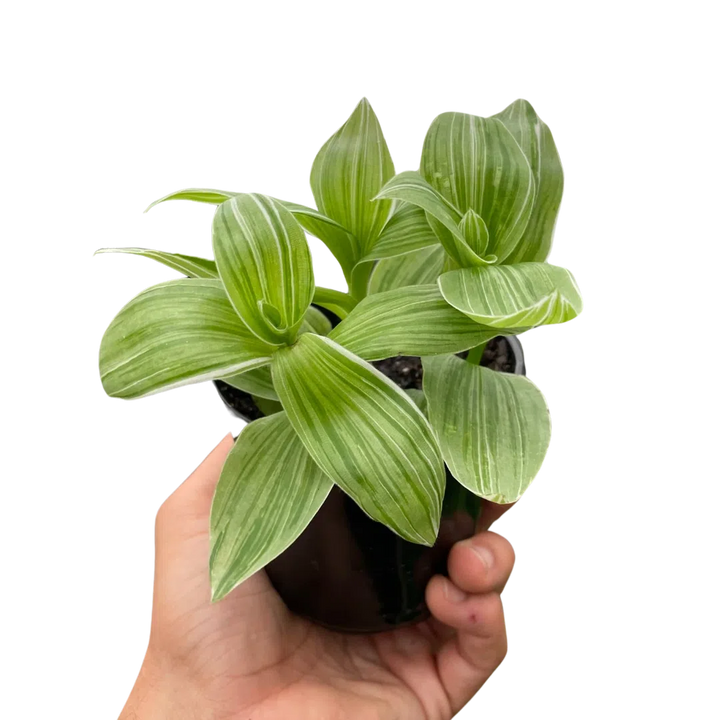 Tradescantia 'Sanna'-Indoor Plants-American Plant Supply