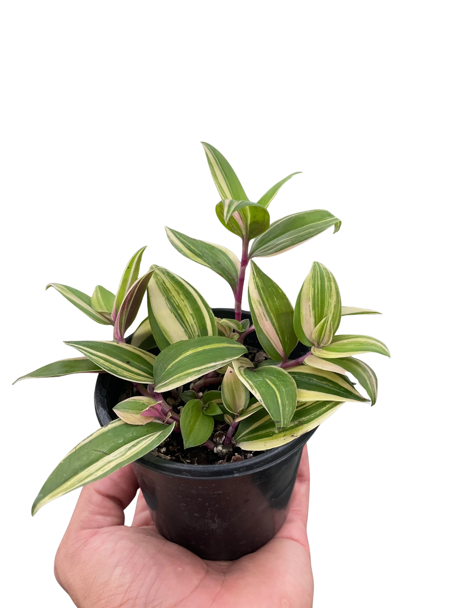 Tradescantia 'Tricolor'-Default-American Plant Supply