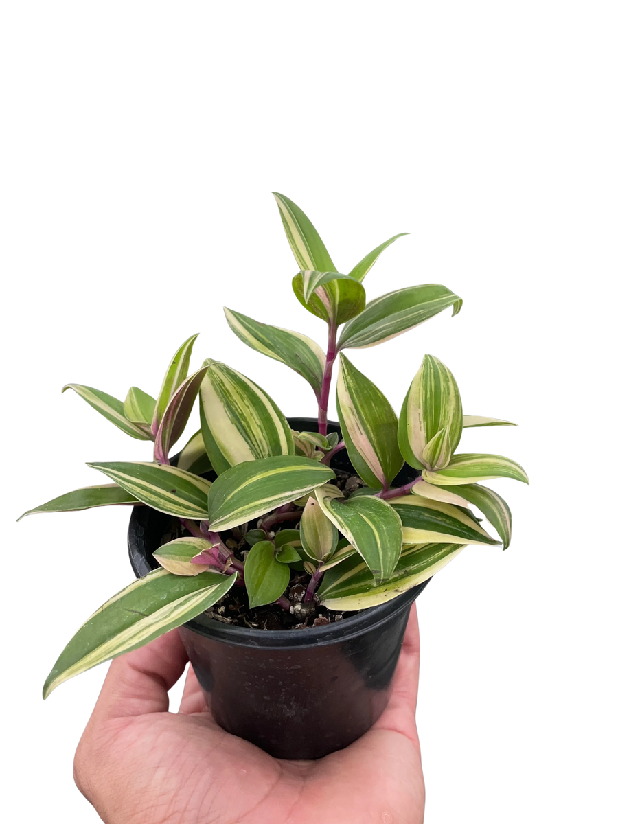 Tradescantia 'Tricolor'-Default-American Plant Supply