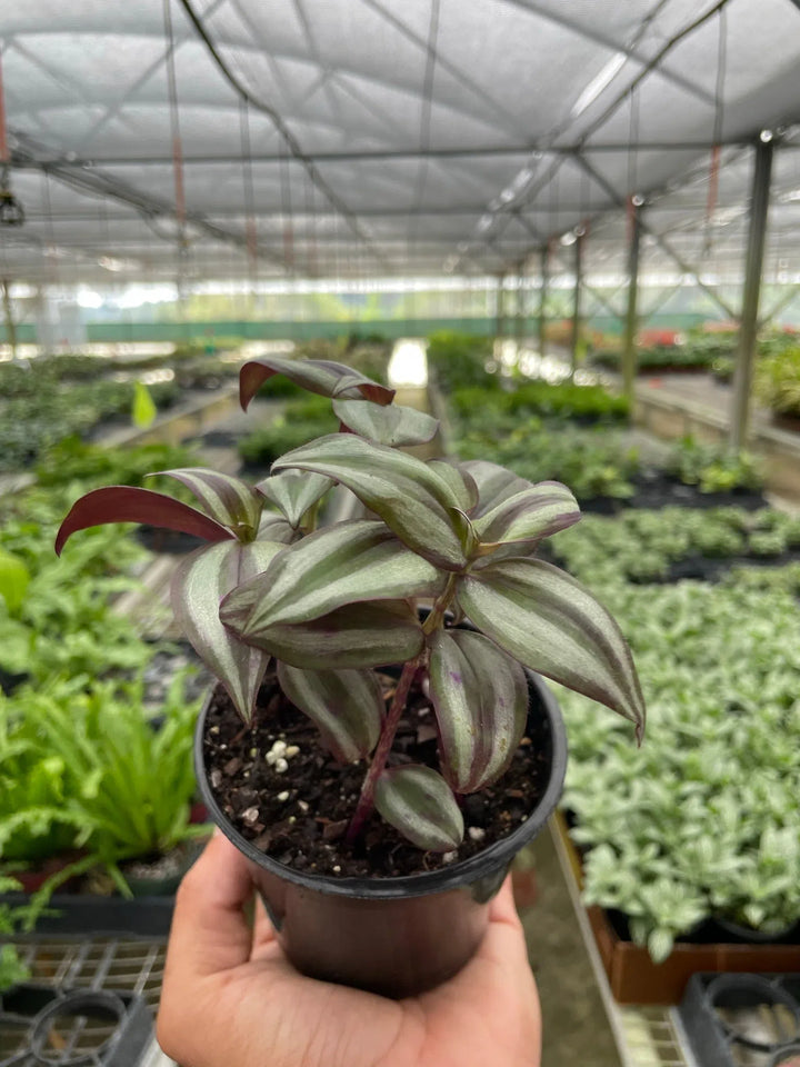 Tradescantia Zebrina 'Wandering Dude'-Indoor Plants-American Plant Supply