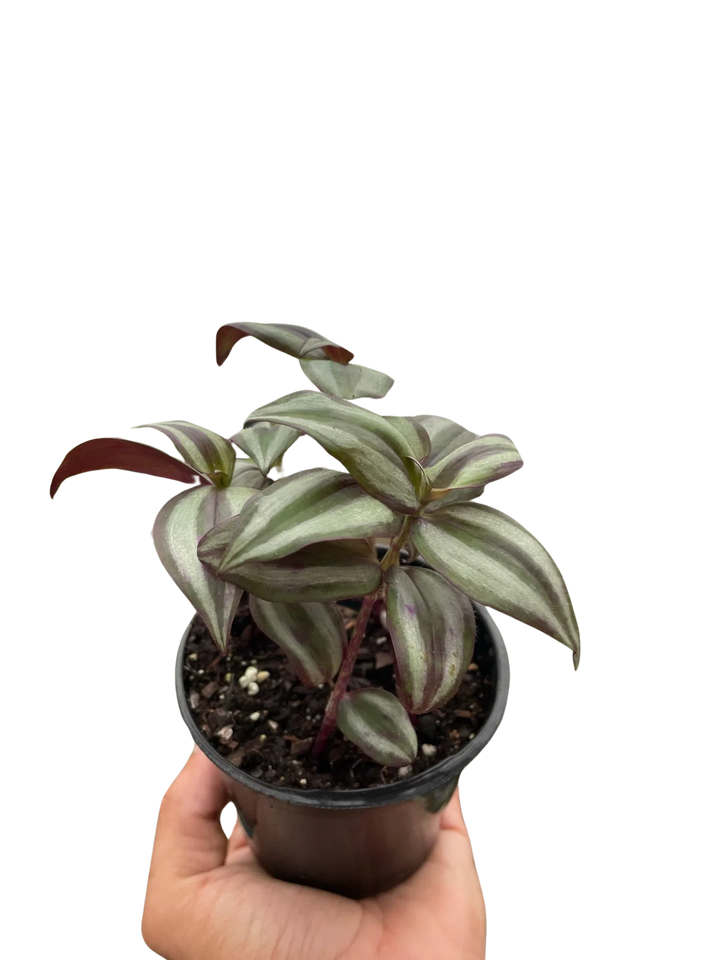 Tradescantia Zebrina 'Wandering Dude'-Indoor Plants-American Plant Supply