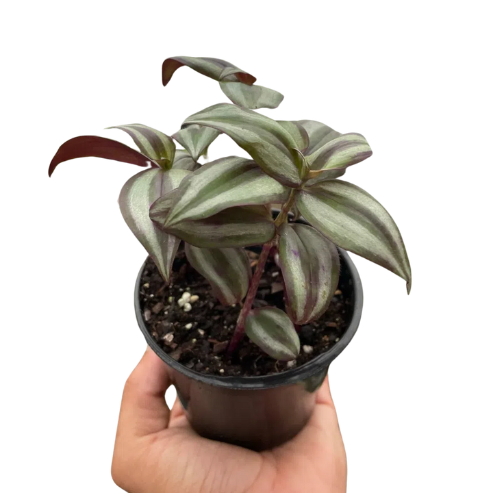 Tradescantia Zebrina 'Wandering Dude'-Indoor Plants-American Plant Supply