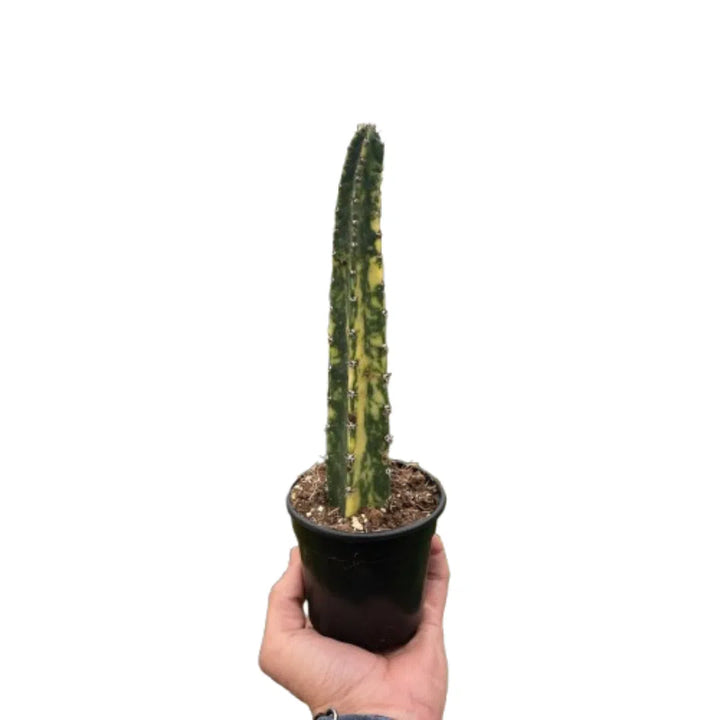 Variegated Blue Candle Cactus-Succulent-American Plant Supply