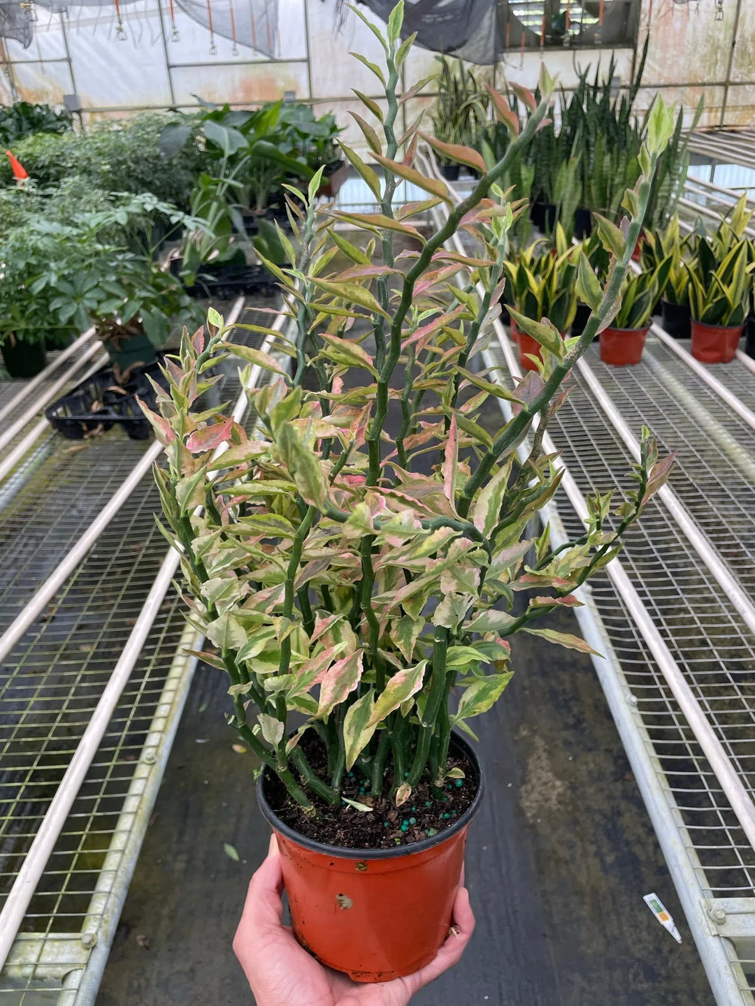 Variegated Devil's Backbone Euphorbia-Succulent-American Plant Supply