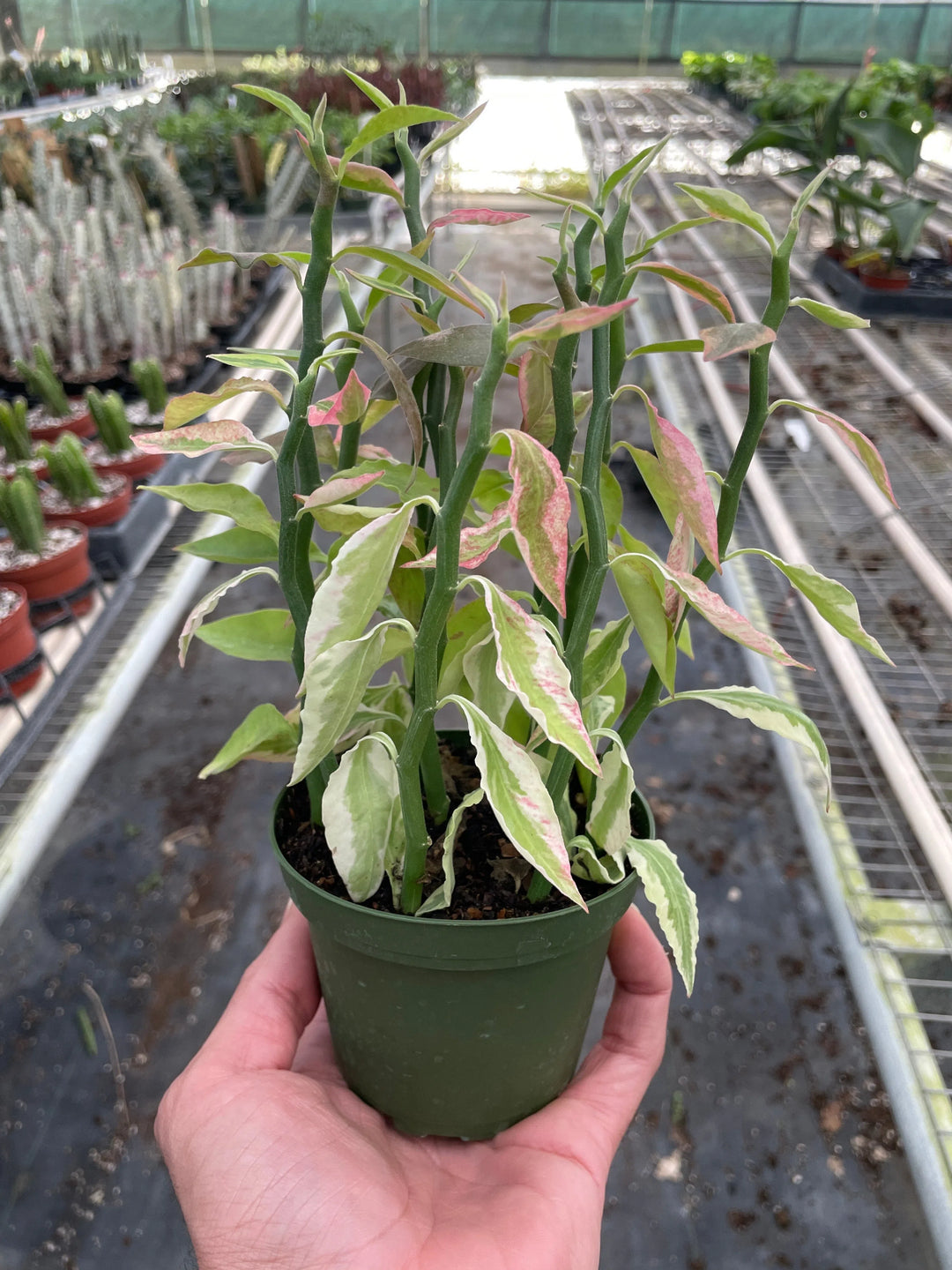 Variegated Devil's Backbone Euphorbia-Succulent-American Plant Supply