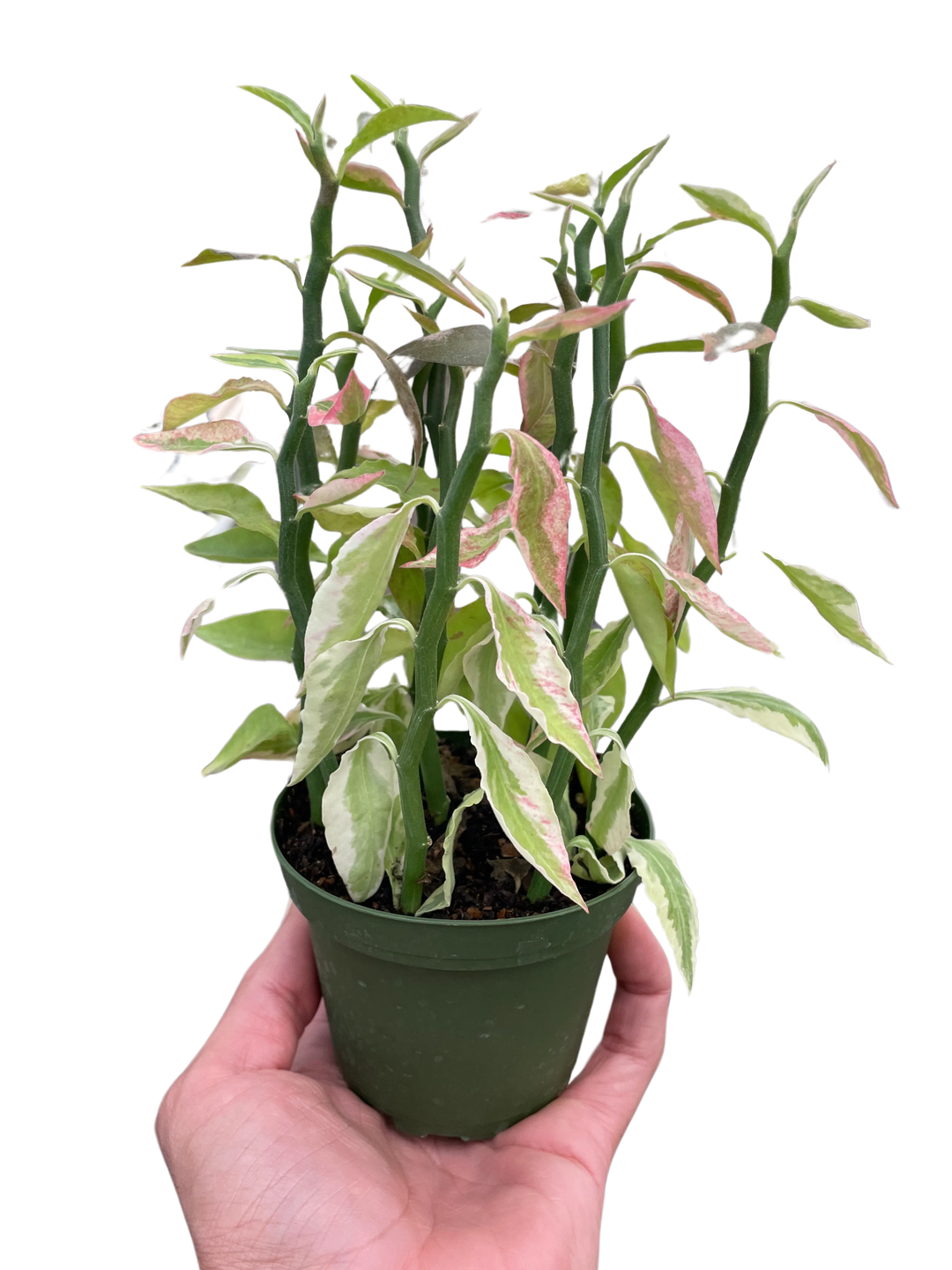 Variegated Devil's Backbone Euphorbia-Succulent-American Plant Supply