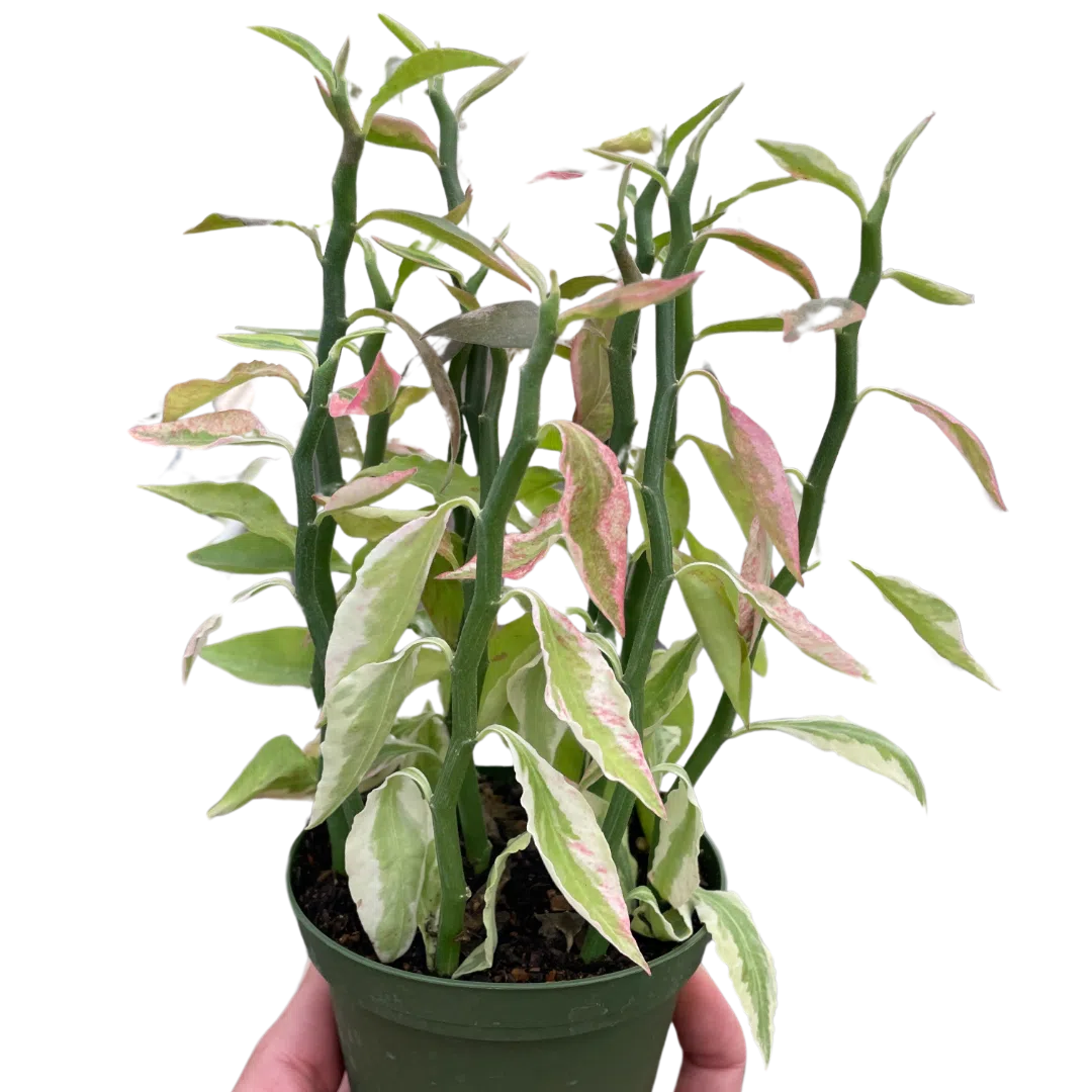 Variegated Devil's Backbone Euphorbia-Succulent-American Plant Supply