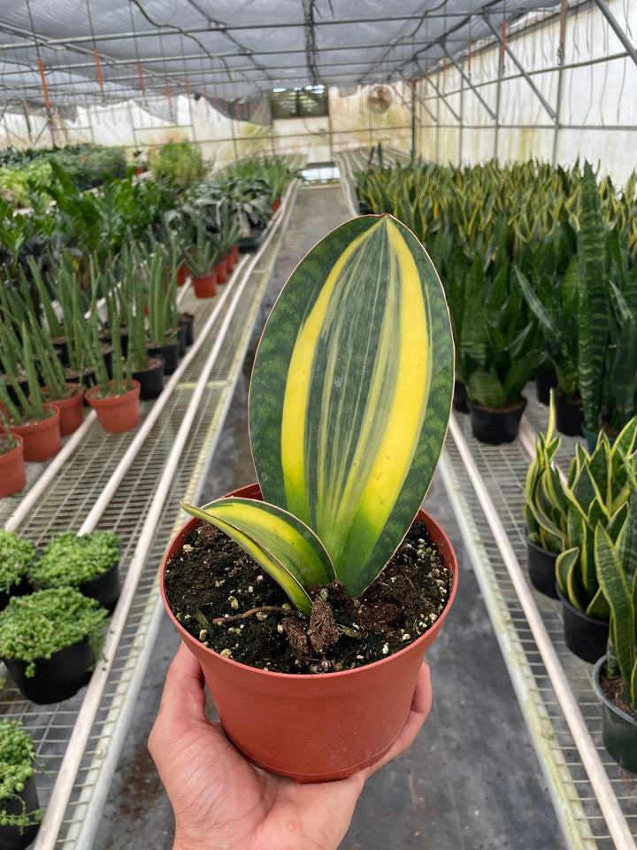 Variegated Shark Fin Snake Plant-American Plant Supply