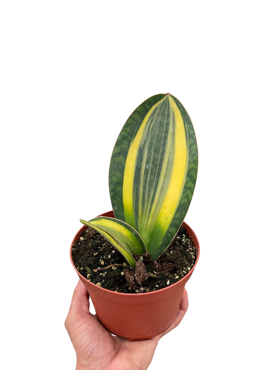 Variegated Shark Fin Snake Plant-American Plant Supply