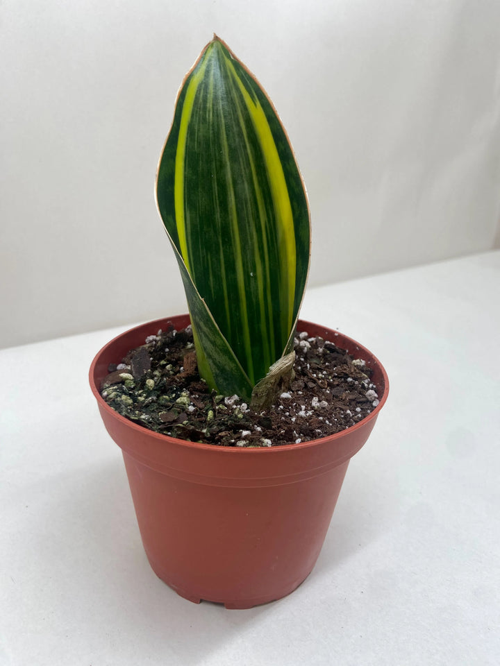 Variegated Shark Fin Snake Plant-American Plant Supply