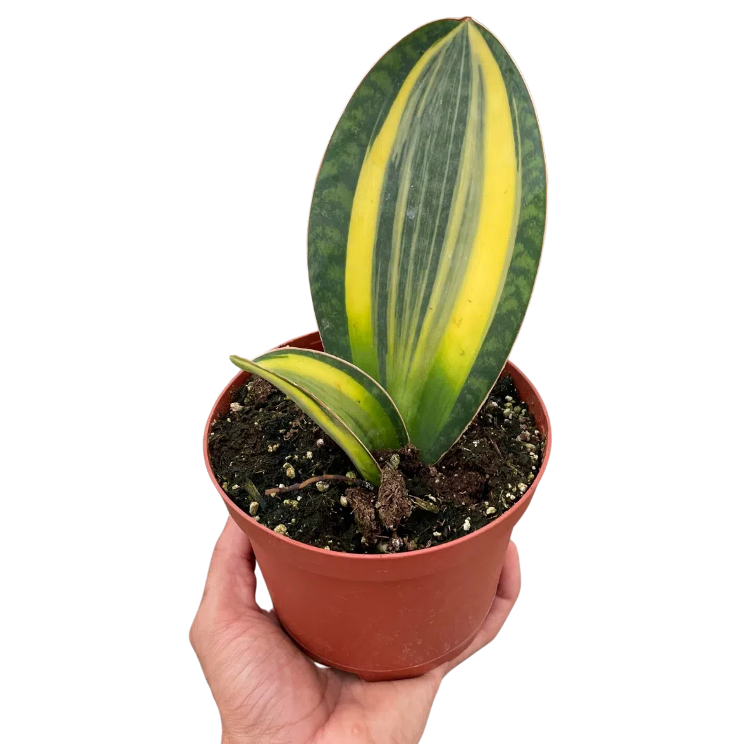 Variegated Shark Fin Snake Plant-American Plant Supply