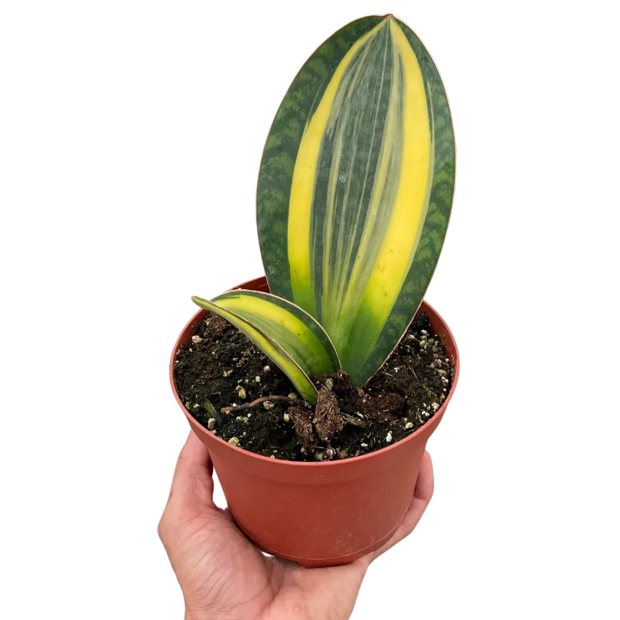 Variegated Shark Fin Snake Plant-American Plant Supply