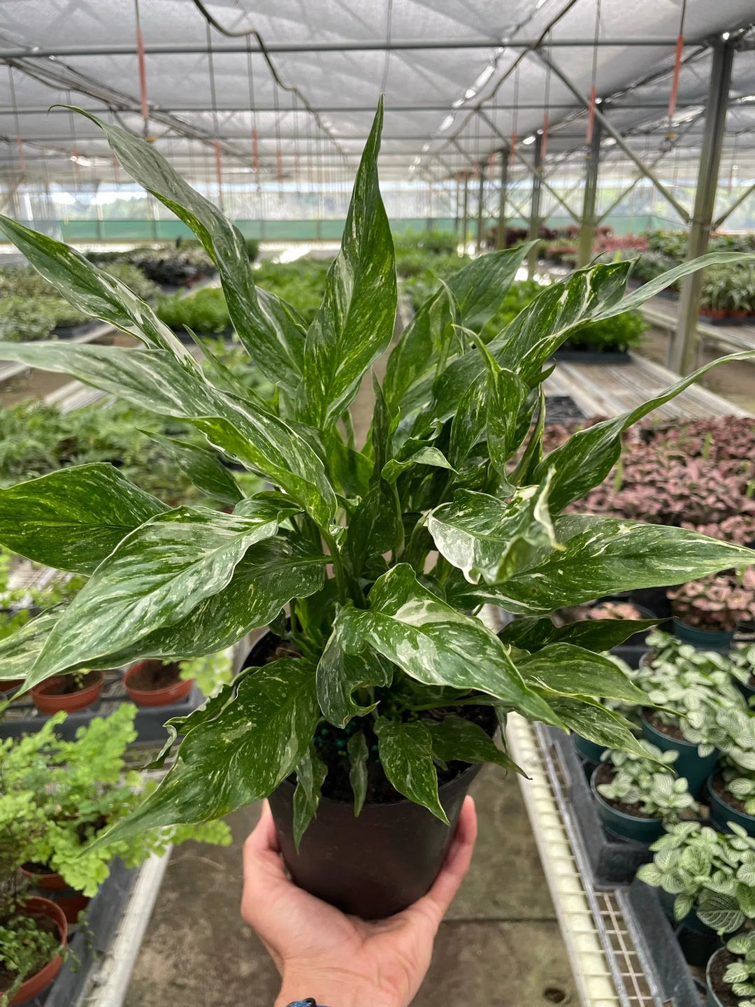 Variegated Spathiphyllum 'Domino'-Default-American Plant Supply