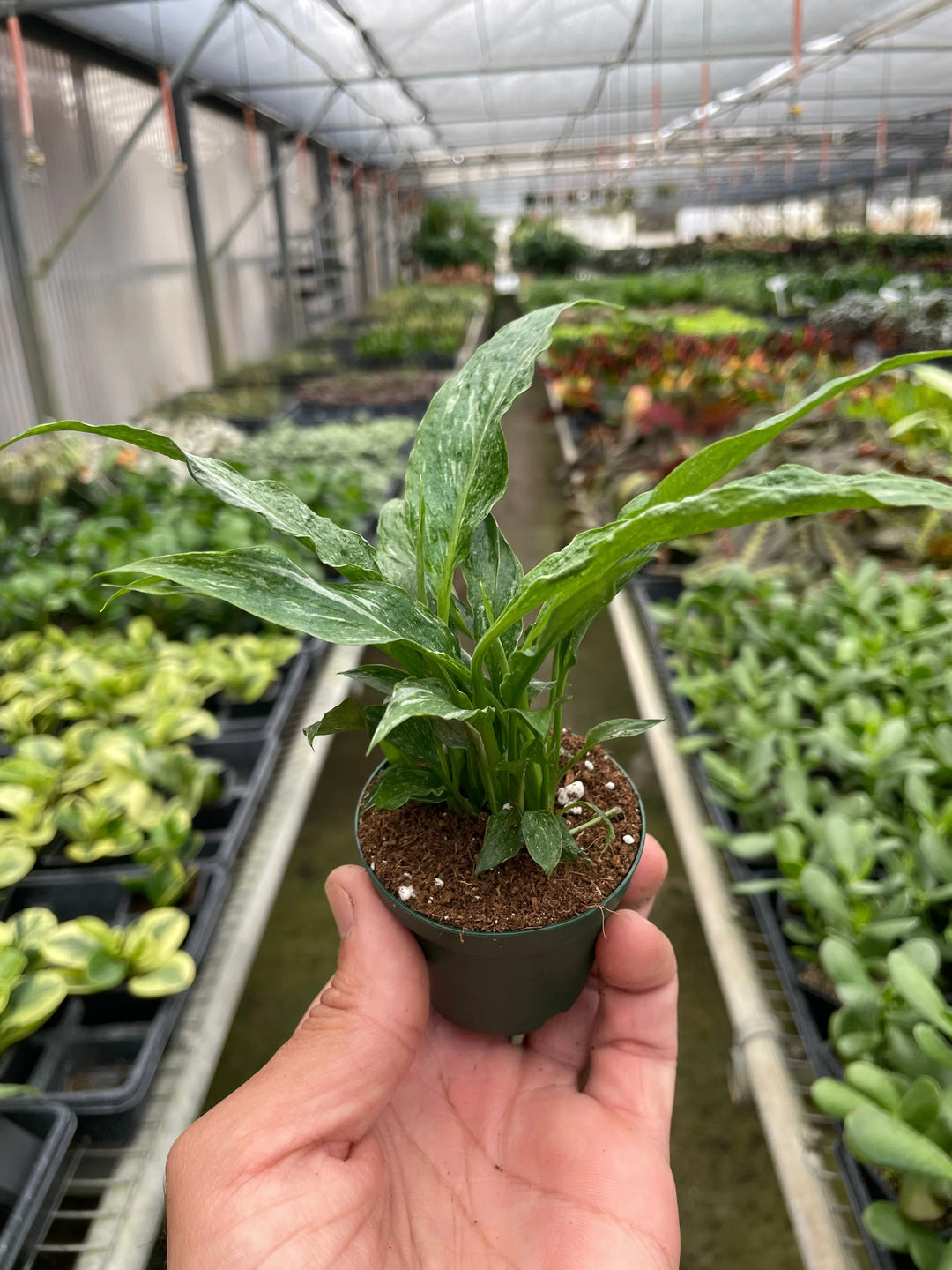 Variegated Spathiphyllum 'Domino'-Default-American Plant Supply