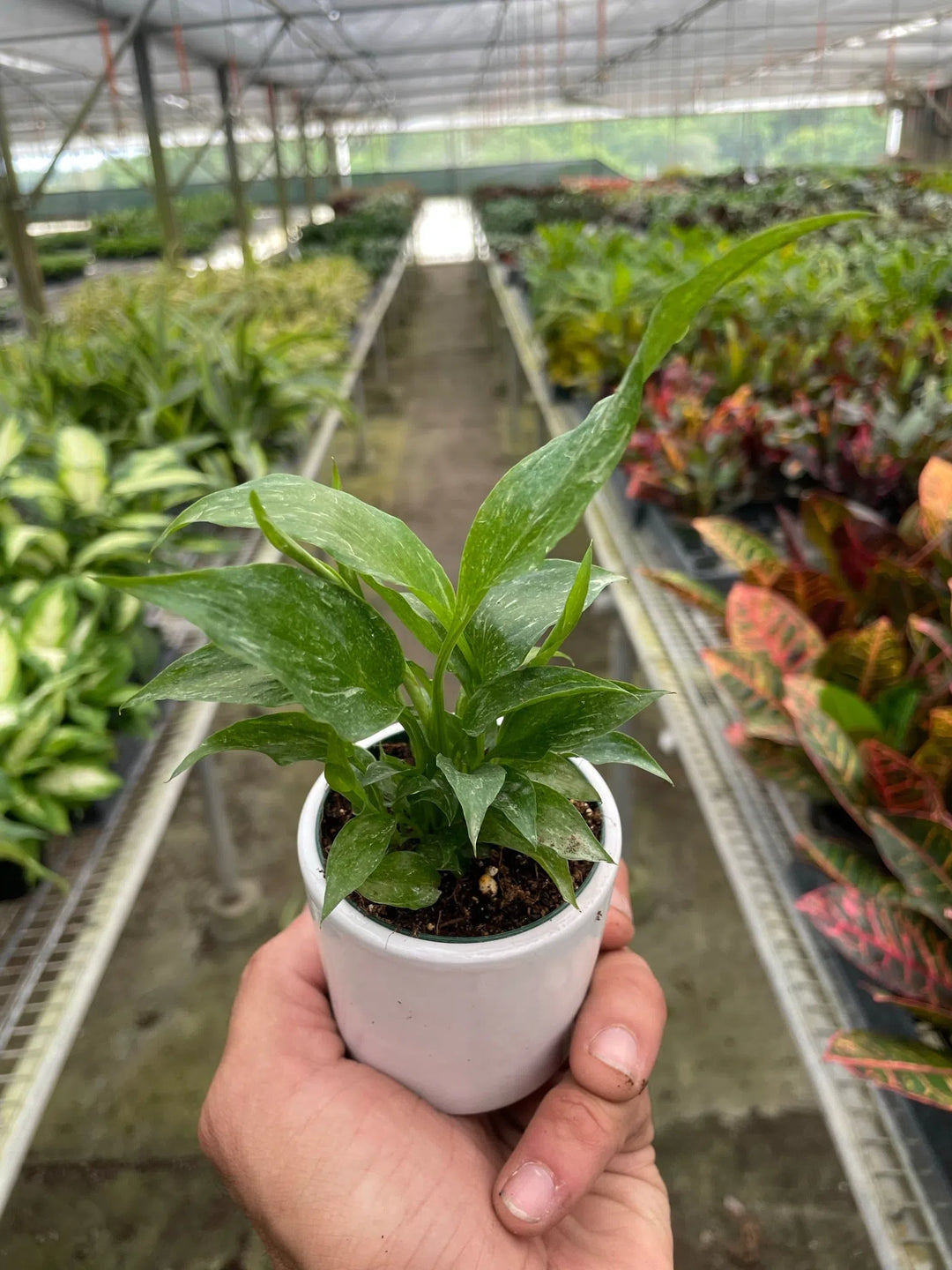 Variegated Spathiphyllum 'Domino'-Default-American Plant Supply