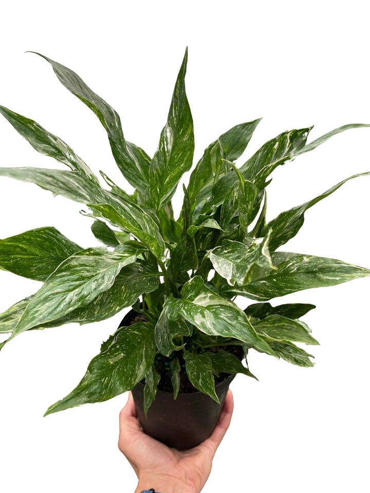 Variegated Spathiphyllum 'Domino'-Default-American Plant Supply