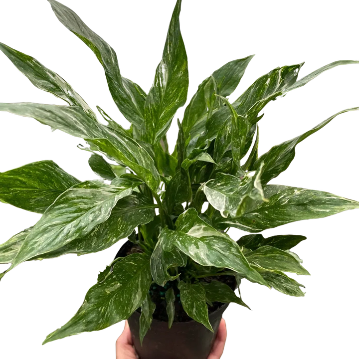 Variegated Spathiphyllum 'Domino'-Default-American Plant Supply