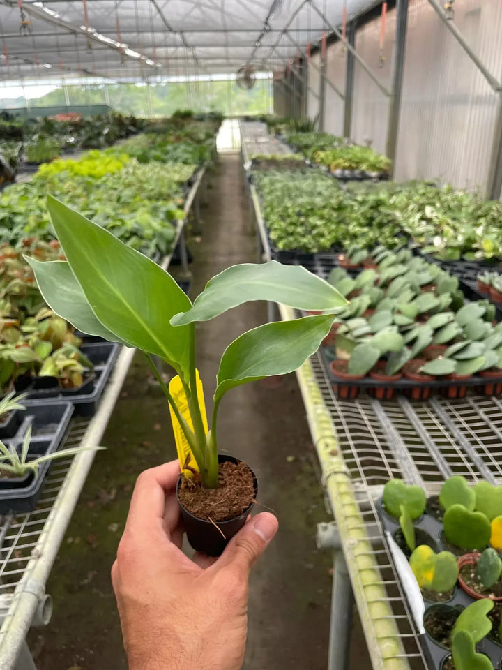 White Bird of Paradise 'Strelitzia Nicolai'-American Plant Supply