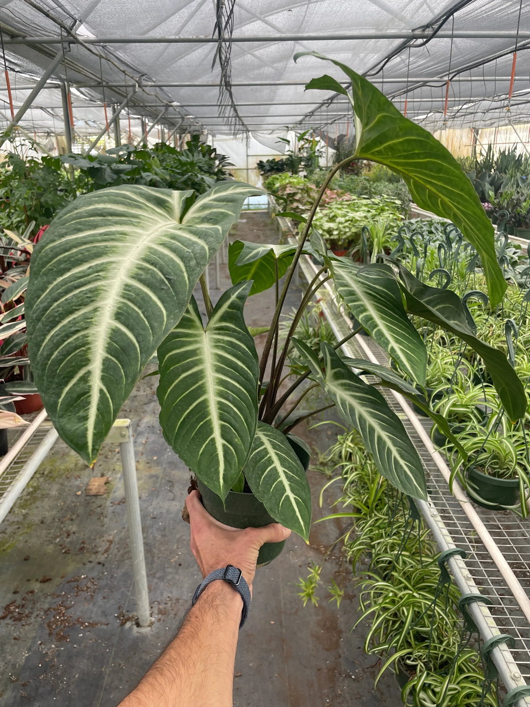 Xanthosoma 'Lendenii'-Indoor Plants-American Plant Supply