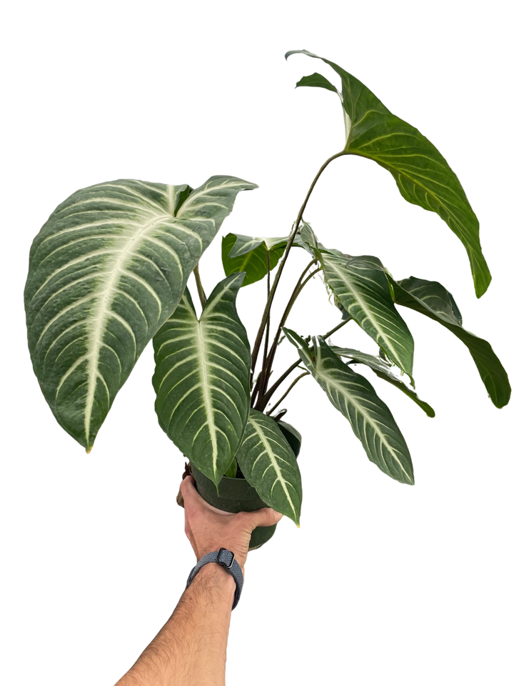 Xanthosoma 'Lendenii'-Indoor Plants-American Plant Supply