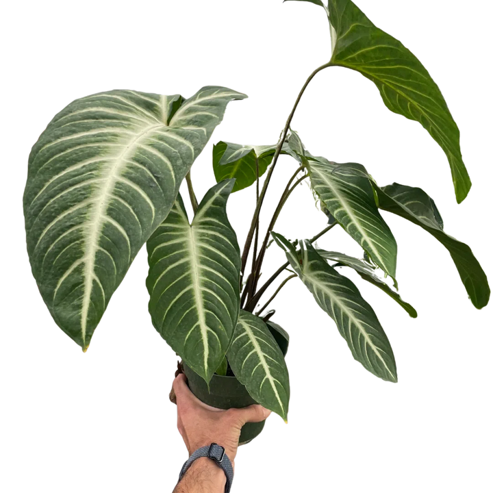 Xanthosoma 'Lendenii'-Indoor Plants-American Plant Supply